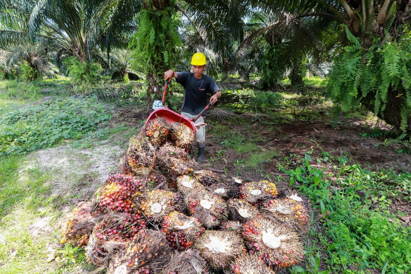 Penjualan PT Cisadane Sawit Raya Tbk. (CSRA) Naik 42,3% Pada Semester I-2021