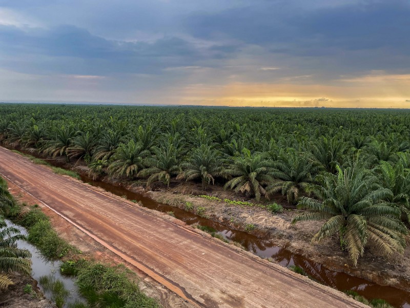 Pendapatan Cisadane Sawit Raya (CSRA) Melonjak 71,7% Pada Semester I-2025