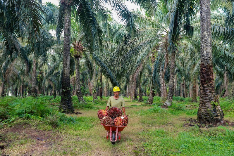 Cisadane Sawit Raya (CSRA) Bidik Pendapatan Rp750 Miliar Tahun Ini