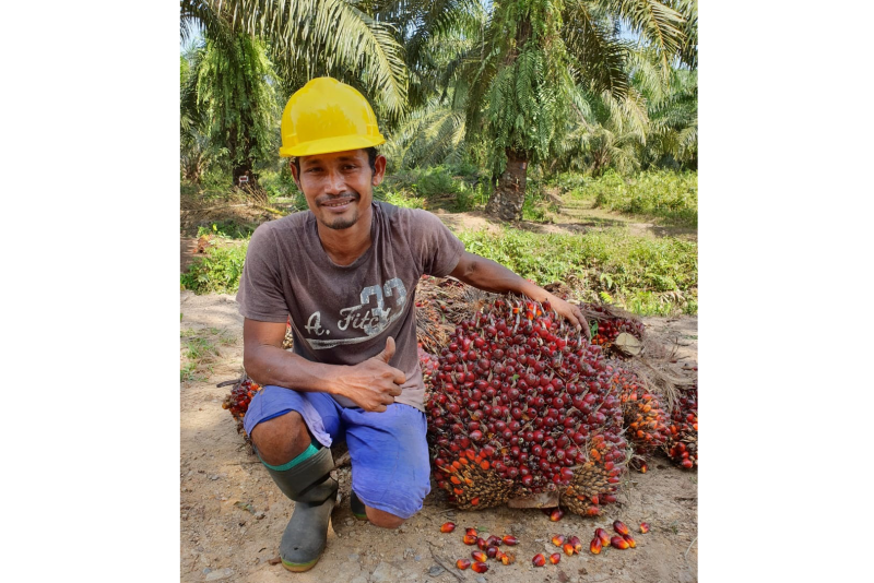 Pemanen dengan TBS hasil panen 44,5kg